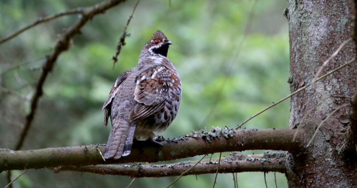 Jarząbek - skryty ptak, który znika z Polski