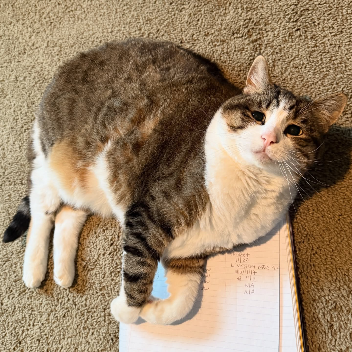 c0147c56-5194-4409-b532-fff309da0dad