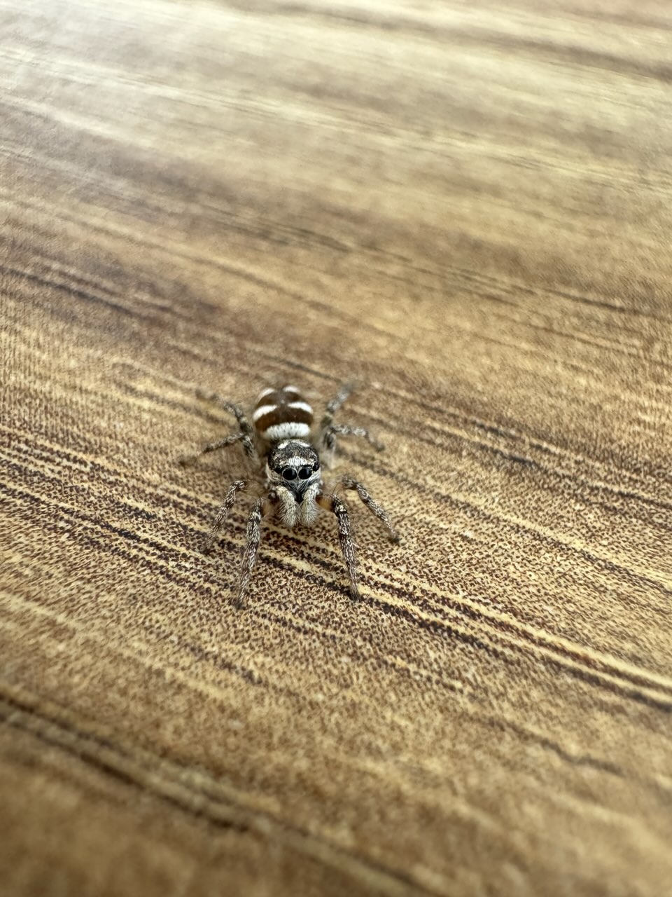 2f4c0204-6332-4da6-be0a-34b421e1162c