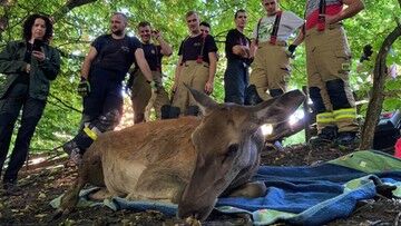 Śląskie. Łania wpadła do wykopu. Uratowali ją strażacy i przyrodnicy