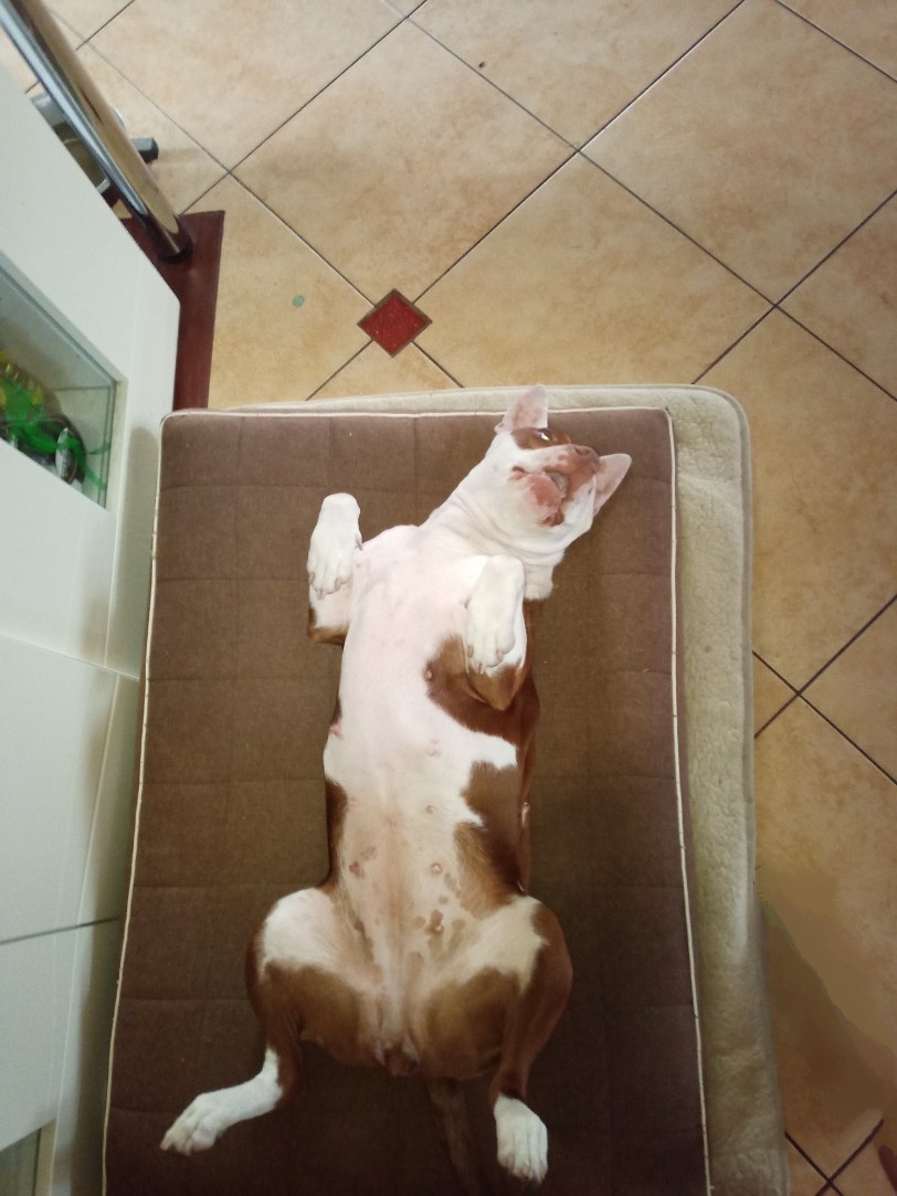 bad210f3-89da-4208-9642-f5b6d0dc6013