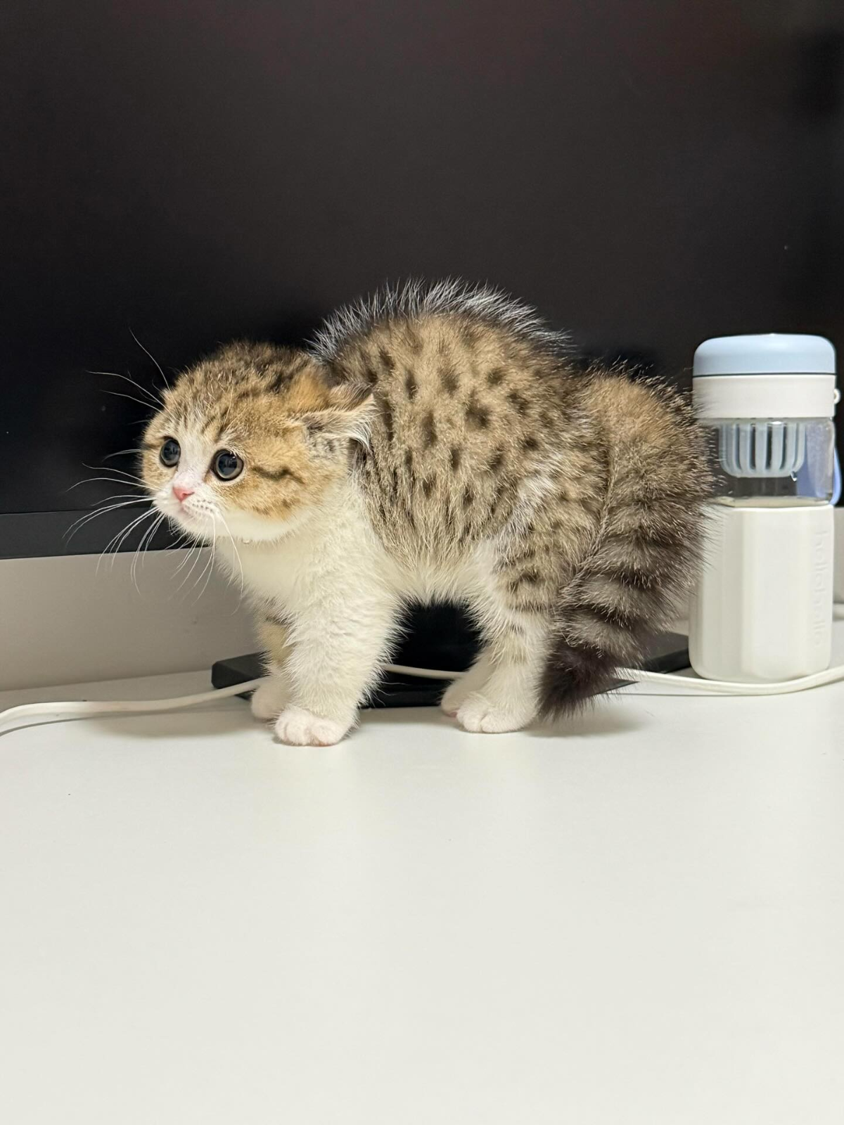 1dfea73e-dbb8-44df-8c22-191cbdf2822c