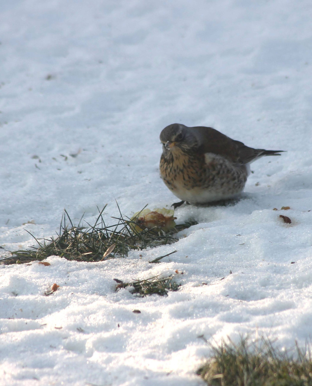 4603f0c1-bd3e-4c7e-942a-325331dbade4