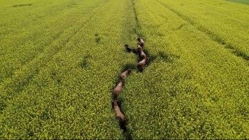 Byki ze Starego Lasu wciąż na wolności. Łowczy zmienili taktykę