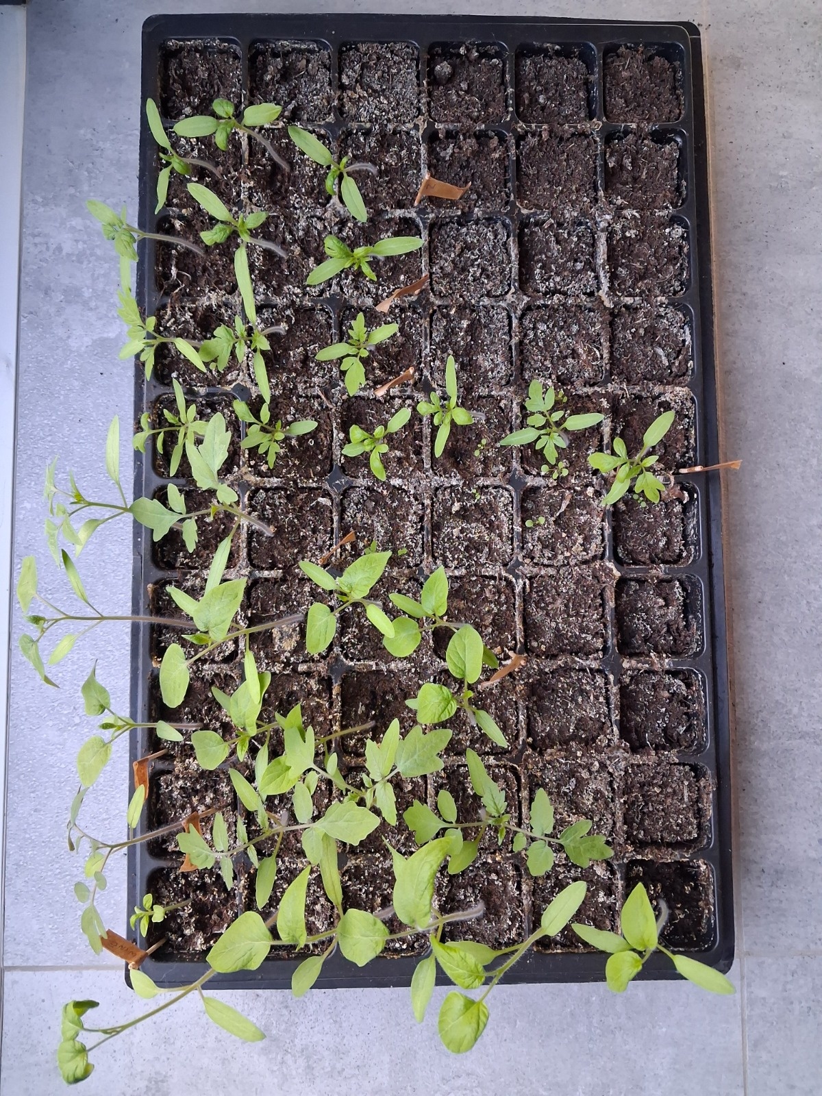 675e8edb-134b-4d45-a926-5a78a85d053d