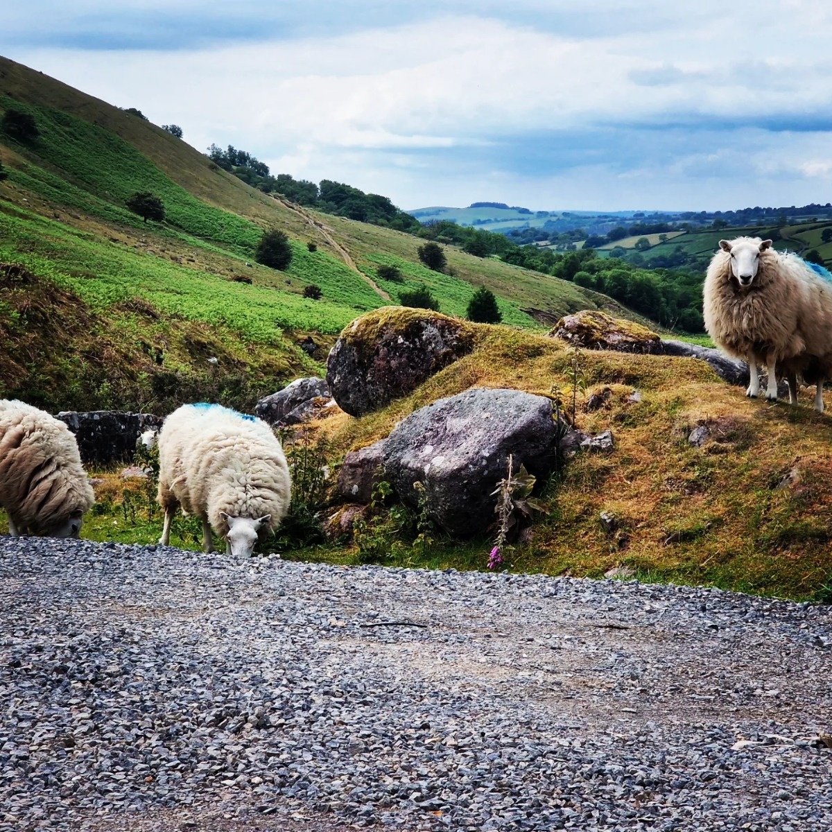 8fa7a9a8-b750-4397-93bb-753cf24d3c0b