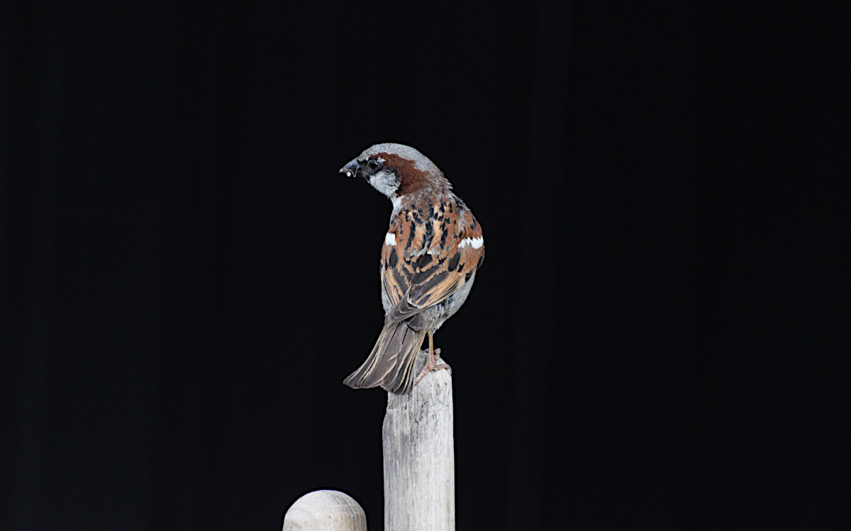 3f94b676-ce01-4bd1-baa4-764d7f1d7fb0