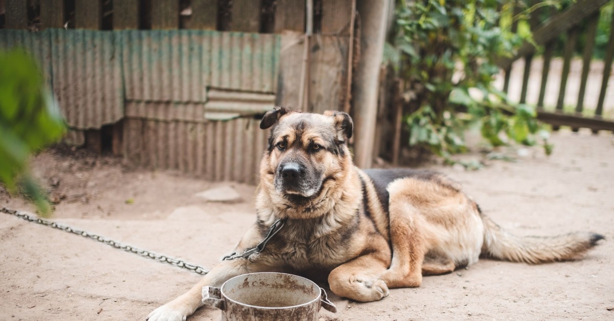 Koniec z łańcuchem przy budzie dla psów. Sejm na ostatniej prostej do zmiany przepisów