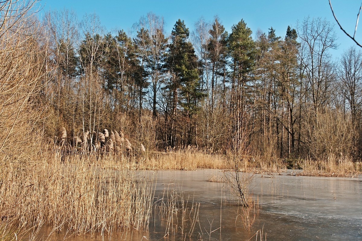Staw Górnik Katowice Giszowiec, Zimowy Foto Spacer Fot. Piotr Witowski / Urokliwy Śląsk / Śląsk Jest Prze Śliczny
