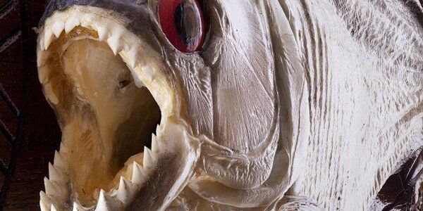 Brazylia. Mężczyzna uciekał przed pszczołami. Zjadły go piranie