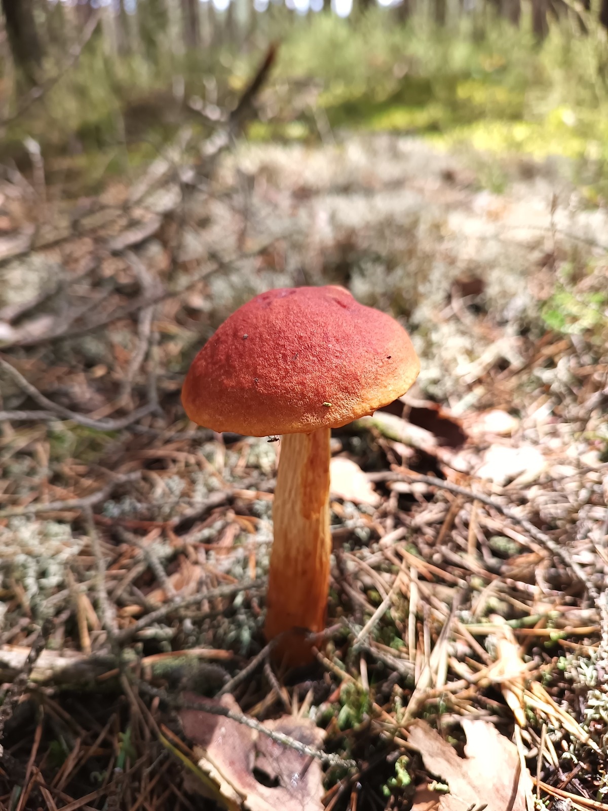 cfa8d7fa-ca3d-4b01-9043-51d52592605d