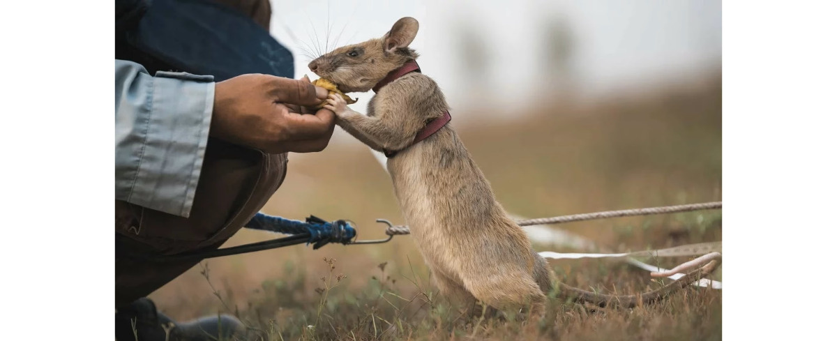 Wielkoszczur zostanie ratownikiem medycznym. Szpitale już się przygotowują