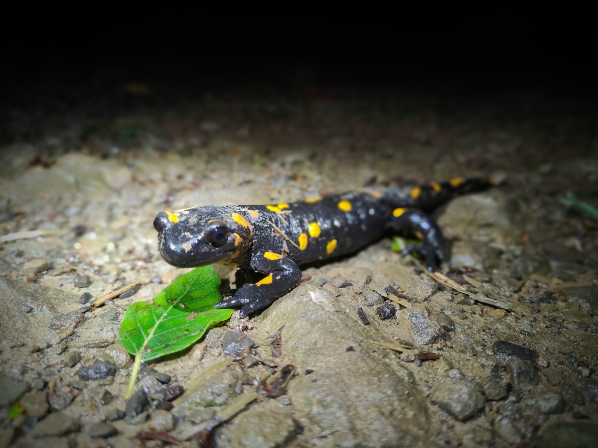 76b72047-fb66-403c-8bac-ddc657c87735