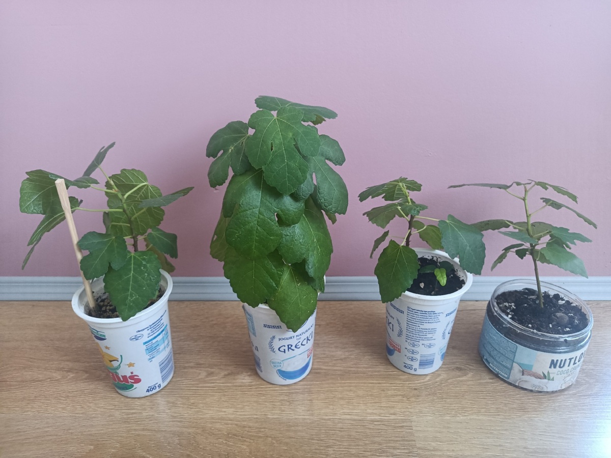 677c392b-1a2e-42cb-8b0c-93ad98e30273