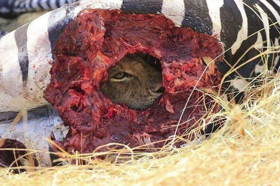 c86af753-5bc2-450d-bf53-172085587f2a