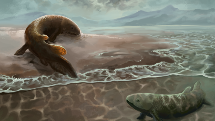 Polacy odkryli najstarsze ślady poruszania się kręgowców po lądzie, pozostawiły je ryby dwudyszne