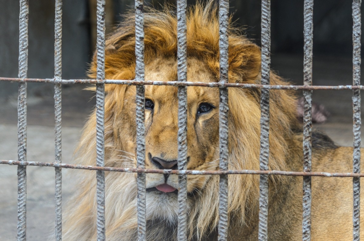 Można oddać domowe zwierzę na pokarm dla drapieżników. Pomysł zoo budzi kontrowersje