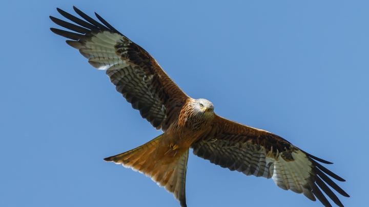 Kania ruda zwiastuje wiosnę; można ją spotkać w otoczeniu lasów, rzek, pól i łąk