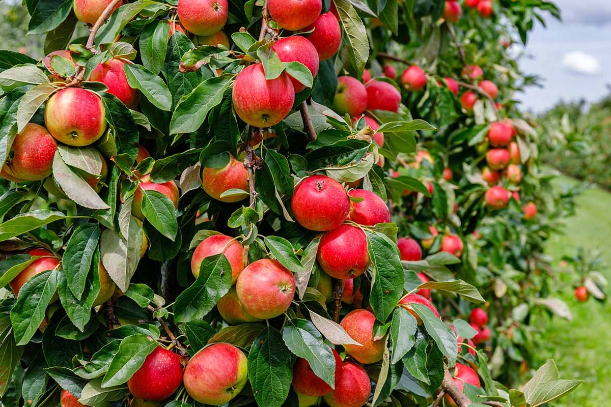 Jabłoń i grusza – królowe polskich sadów - ich bogata symbolika