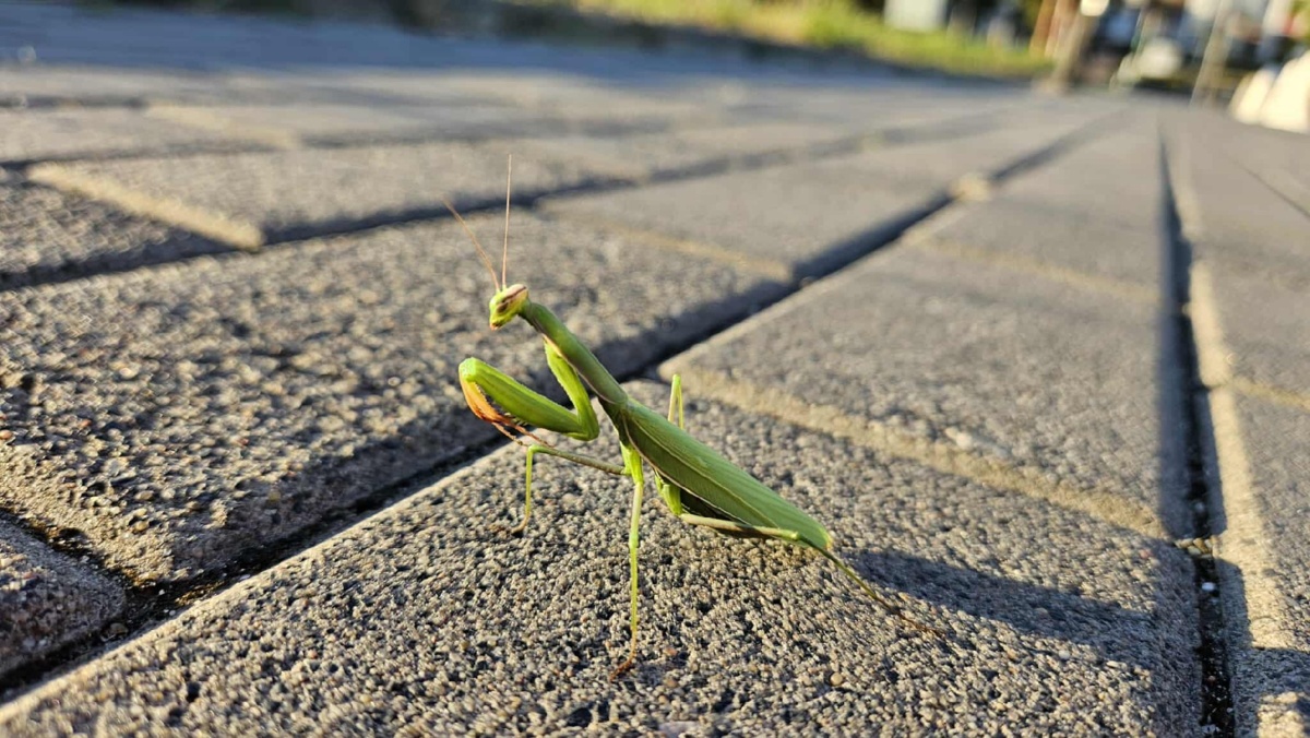 cf9255f2-7648-421b-8722-6f1238e3b91b