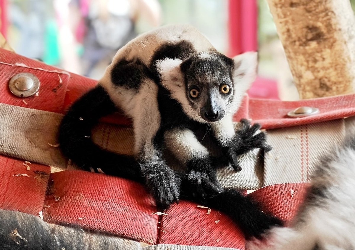 Nadzieja dla zagrożonego gatunku. Maleńki lemur urodził się w chorzowskim zoo