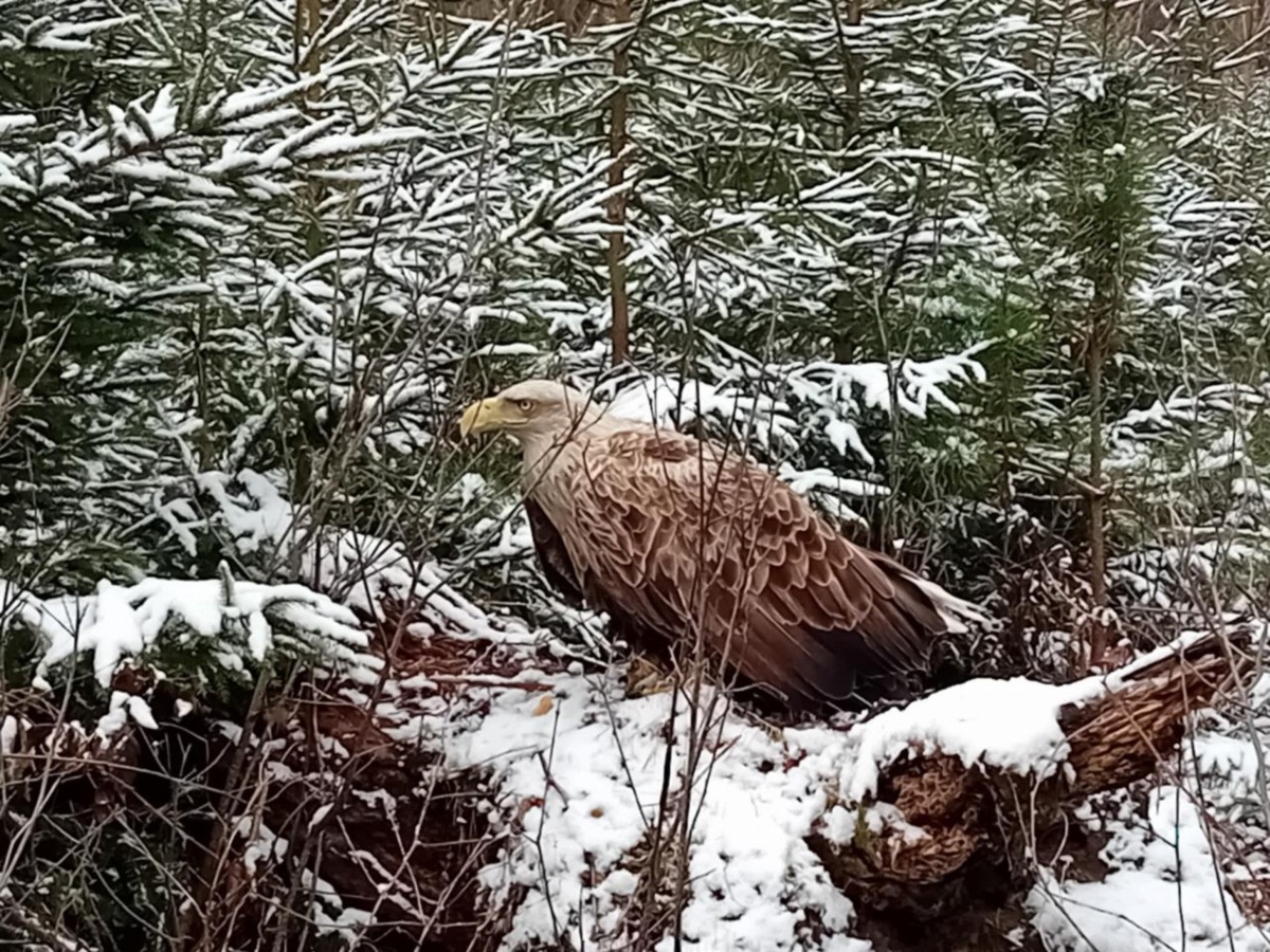 2ed82748-5c42-413a-85fe-87eebbd25d61