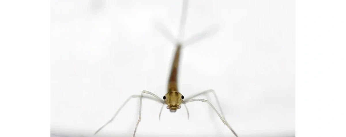 Ważka sprawa: czy zestresowane jajo to zestresowana larwa?