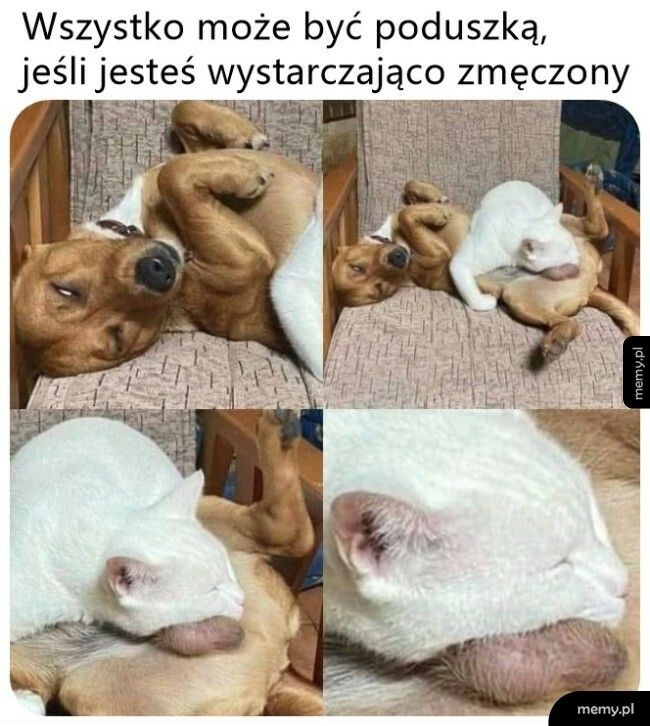 e9a503da-425b-46a8-afe3-63ec01181d94