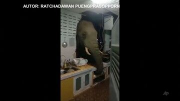 Tajlandia. Słoń przebił ścianę i wszedł do kuchni. Był głodny