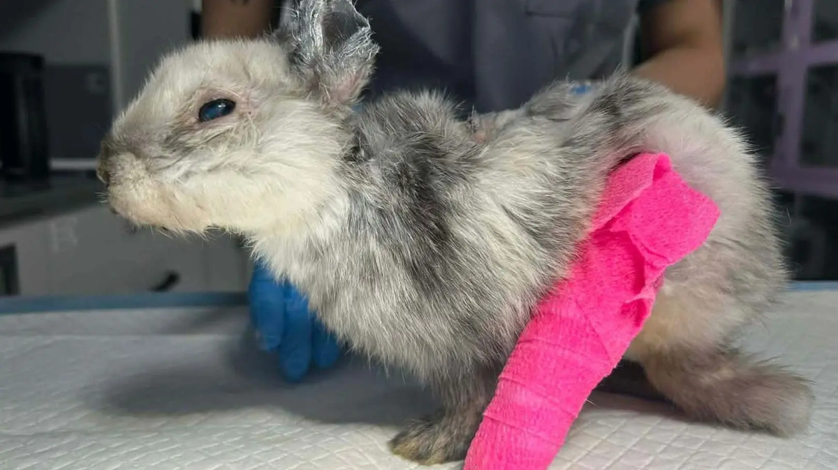 Meżczyzna, który skatował króliczka Marcysia został zatrzymany