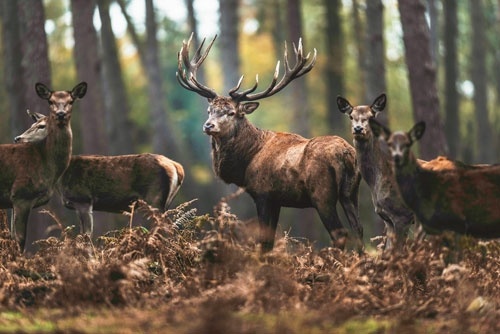 Czy zmienność genetyczna gatunków spada w skali globalnej?