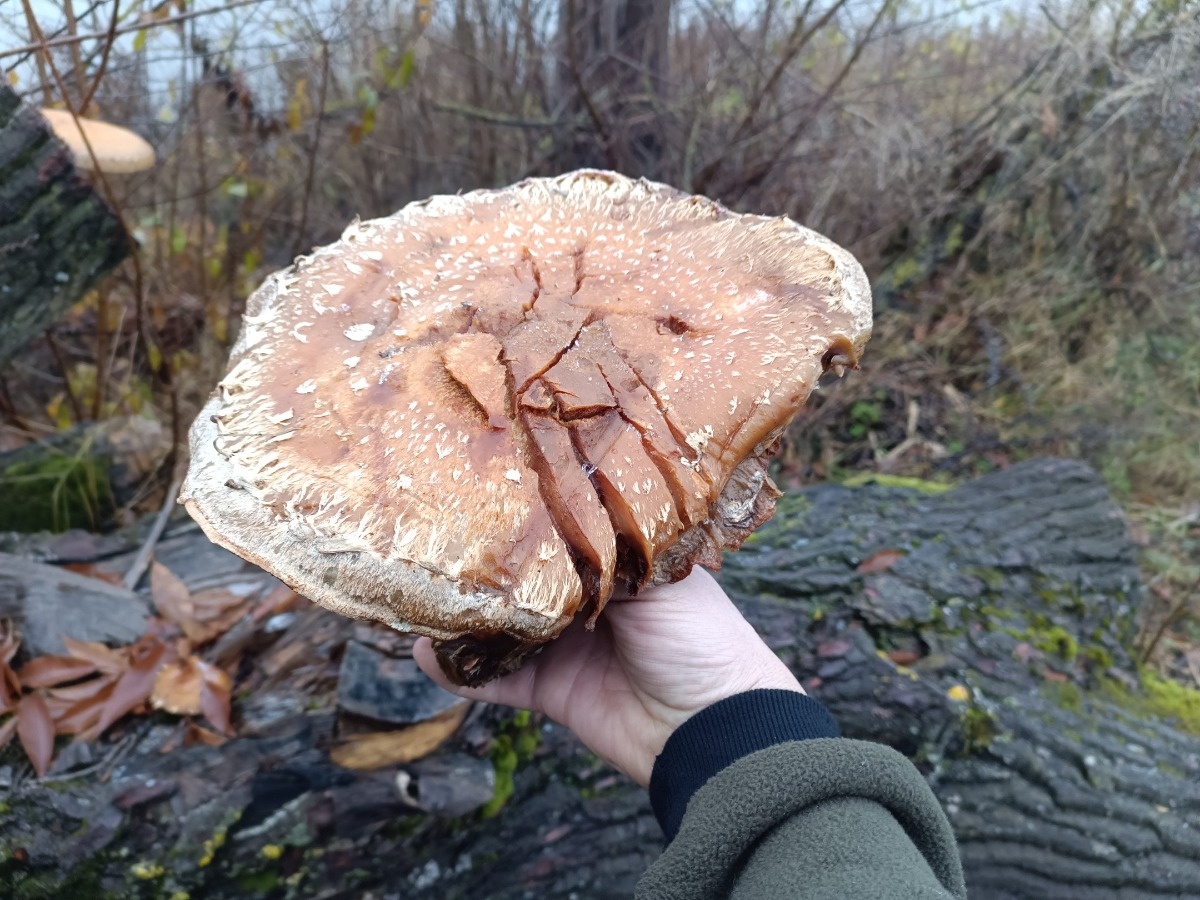 7c0f9a0d-1144-46b1-bd3c-cfc522134908