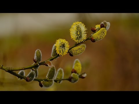 Wiosenna Spokojna Muzyka Wyciszająca Nerwy