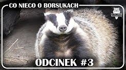 Czy borsuk może dogadać się z człowiekiem?