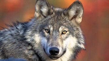 Niemcy. Wilki w miastach. Niepokój mieszkańców