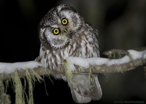 Fakty i mity o sowach