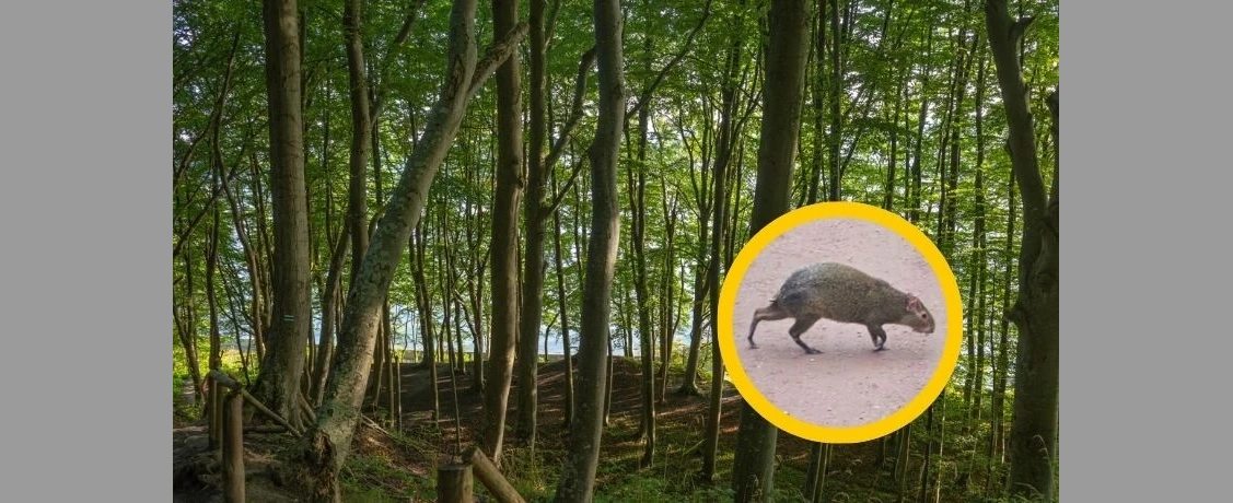 Rzadki okaz w rybnickim lesie. Początkowo leśnicy nie wierzyli, że to może być prawda