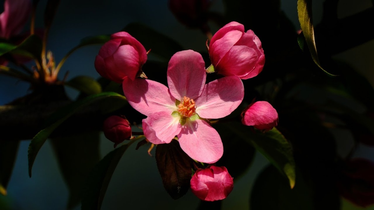 Wiosenna Relaksująca Muzyka Na Głęboki Sen