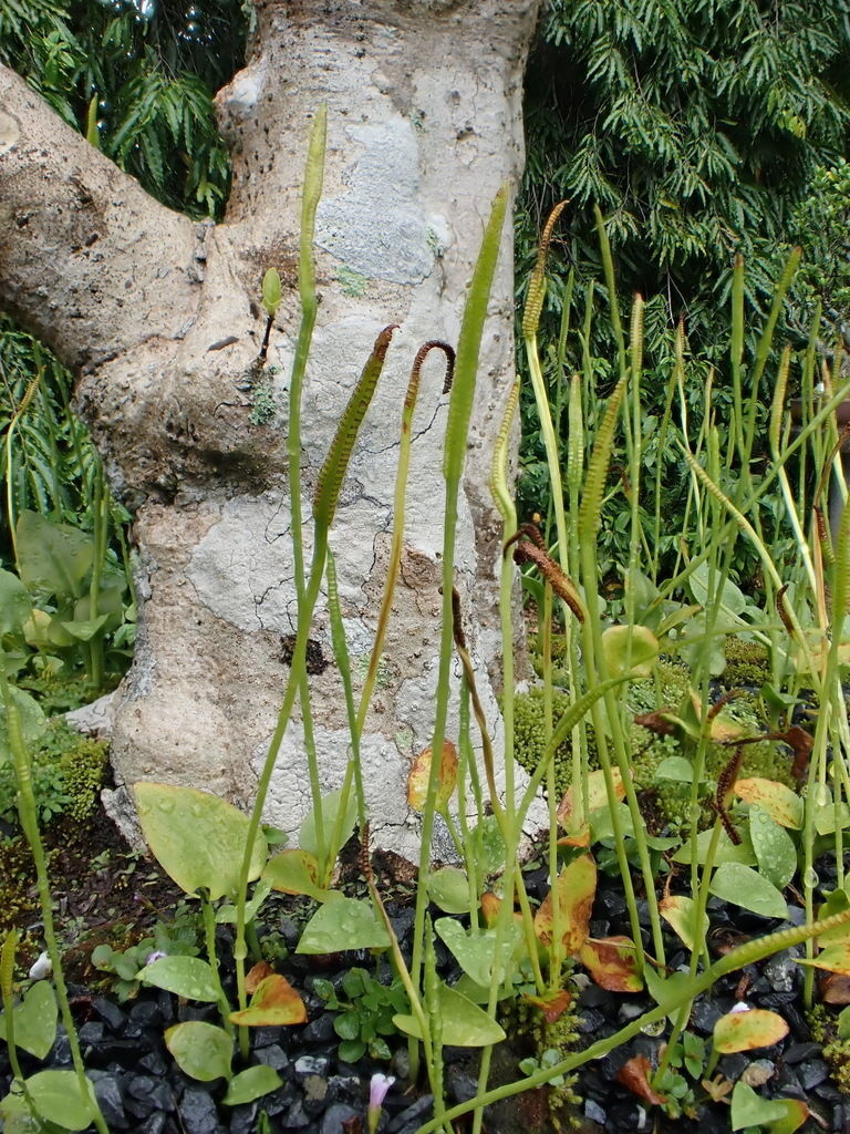 W poszukiwaniu kwiatu paproci czyli o możliwości niemożliwego