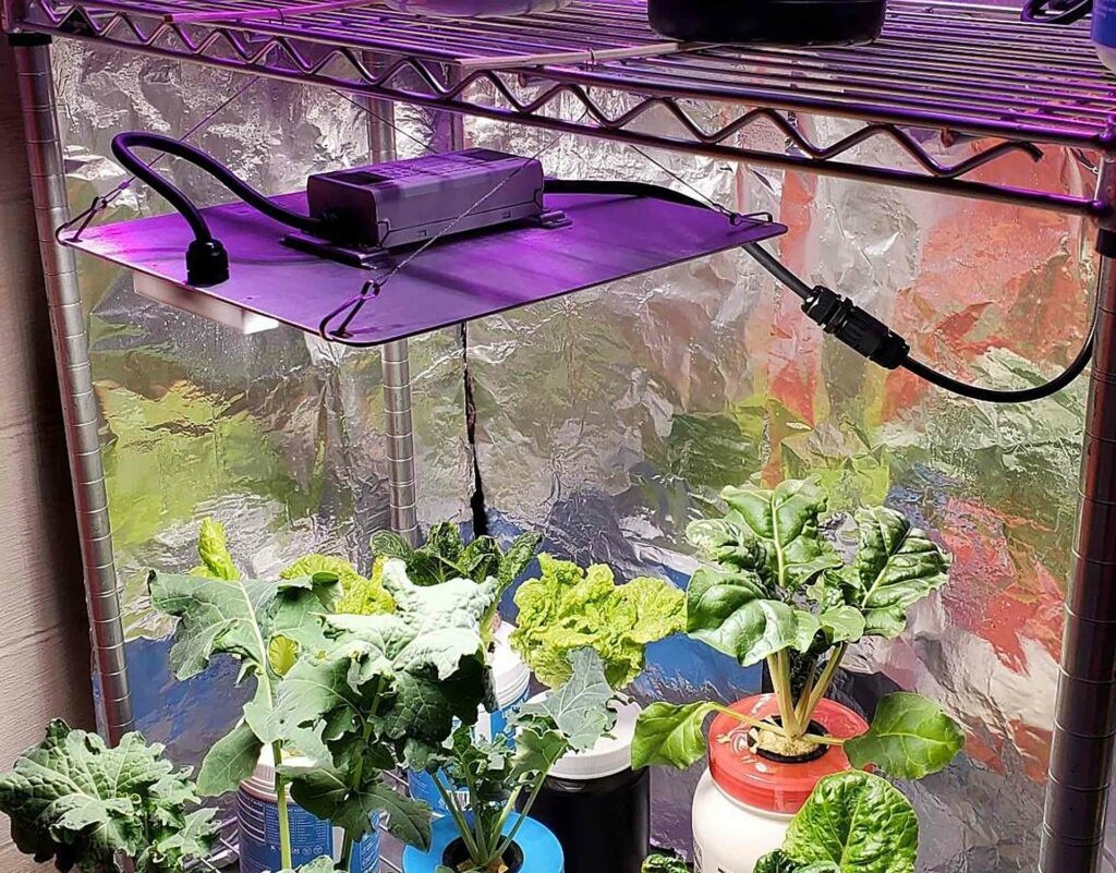 Charakterystyka Odmiany Critical Orange Punch