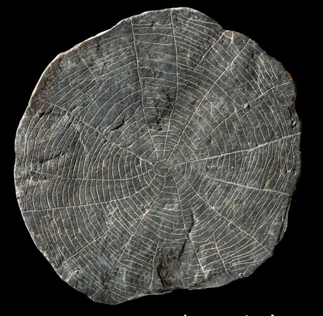 „Kamienne słońca” i ciemność nad Bornholmem, czyli tajemnice miniaturowej sztuki neolitycznej