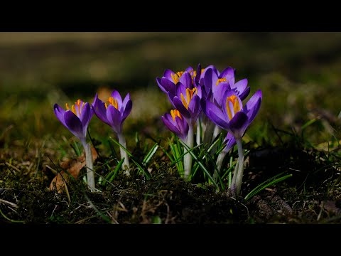 Przedwiośnie Piękna Głęboko Uspokajająca Muzyka Dla Duszy