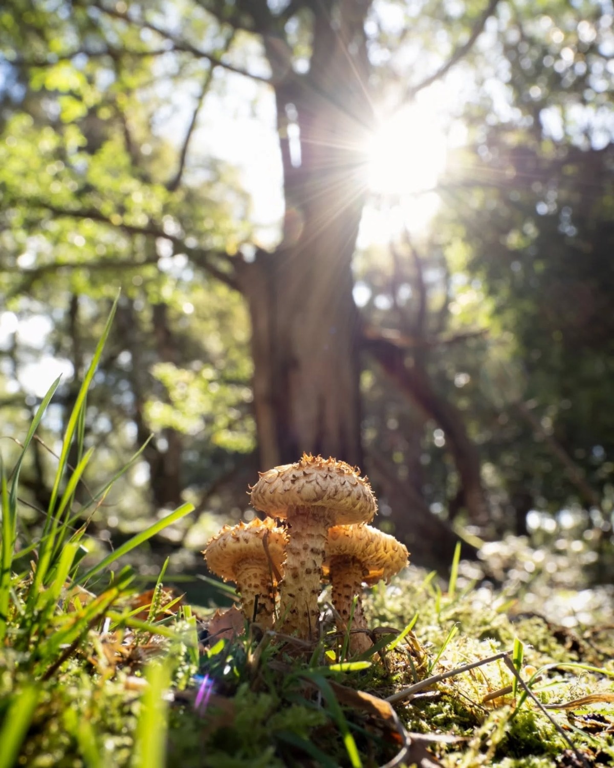 8be32df0-281b-4f60-9e63-50cdd29e0006