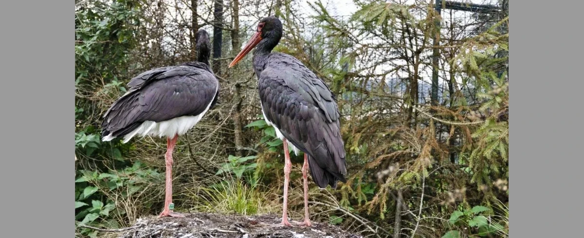 Leśny "serial" znów online. Ruszyła relacja z życia bocianów czarnych