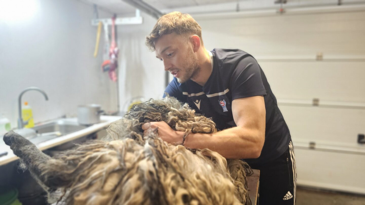 Wyspy Owcze. Piłkarz po godzinach... skóruje owce