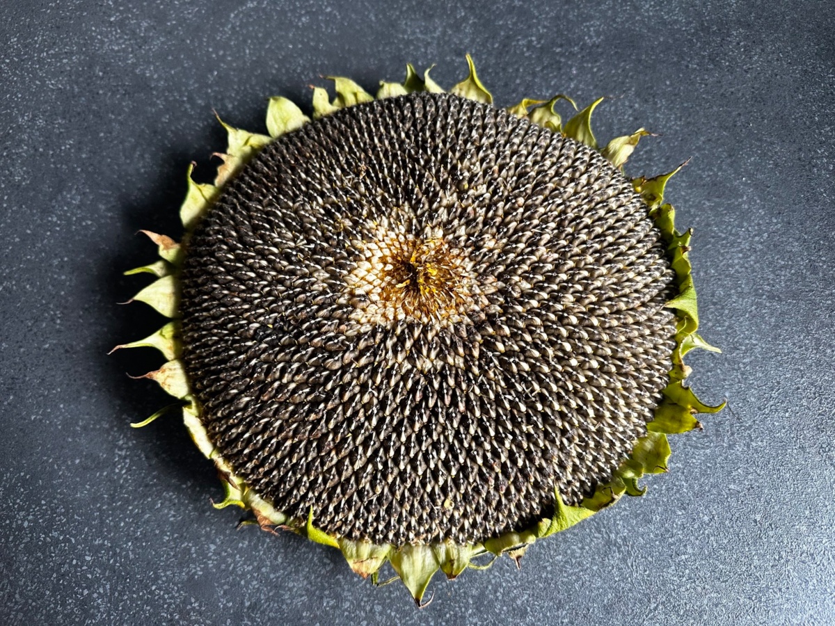 dc33a30d-1253-4af8-9d45-4ae56050f944