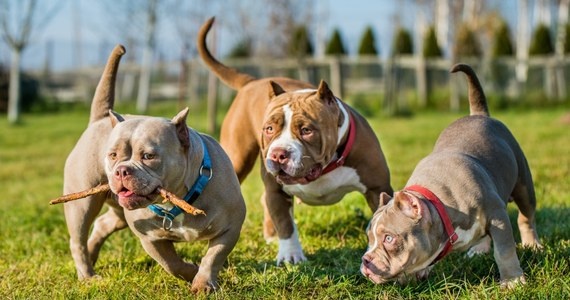 Psy rasy american bully pogryzły kobietę