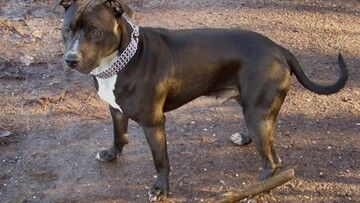 Łódzkie. Roczne dziecko pogryzione przez psa. Amstaff był w rodzinie od szczenięcia