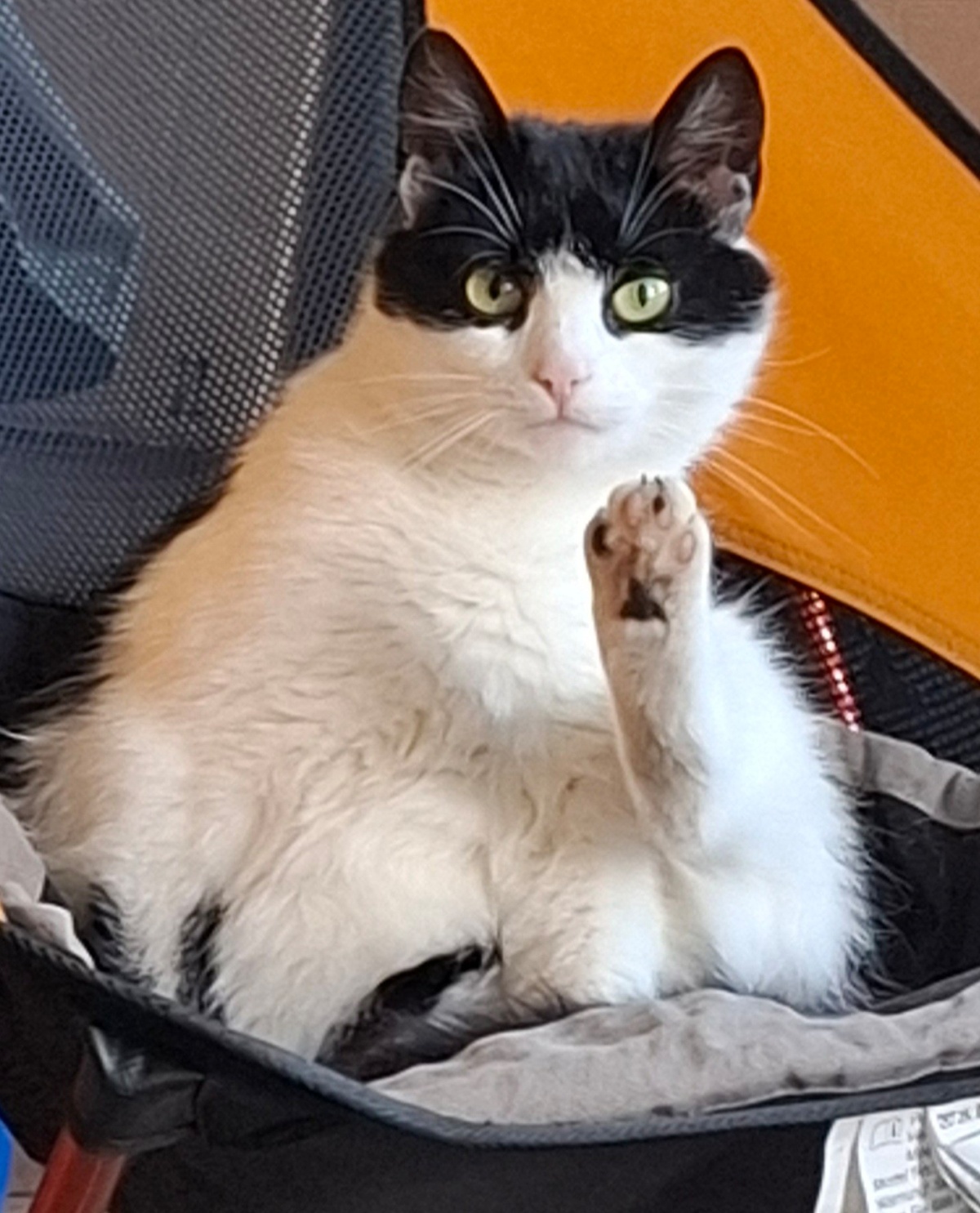 6a2687d9-e820-4023-8903-ec339b3e1f4f