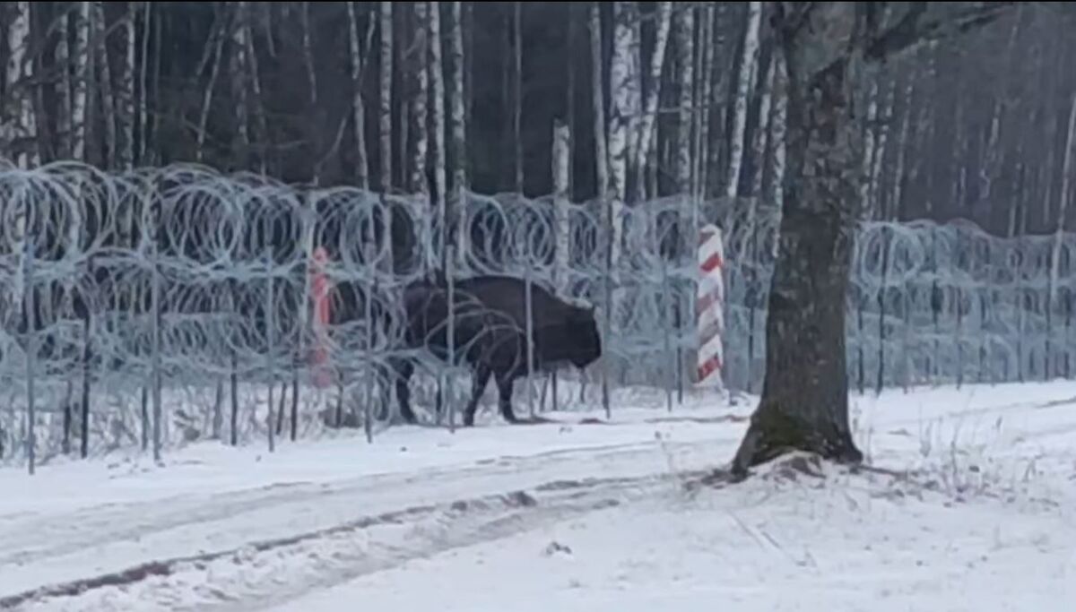 Chwalą się, że przepuścili żubrzycę przez zasieki z drutu. A obok budują mur. "Skutki będą opłakane"